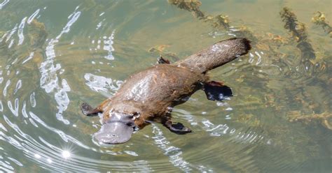 What Sound Does A Platypus Make Theyre Too Cute For Words
