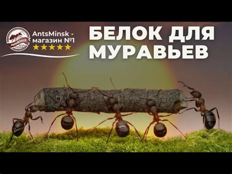Как приготовить белковый корм для муравьёв ? - YouTube