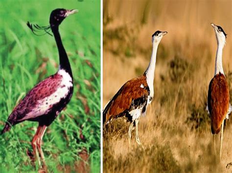 Mp Wildlife Sanctuary Land Denotify Kharmor And Son Chiraiya Bird