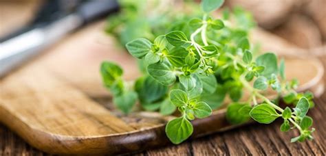 Майоран – состав, полезные свойства, вред и аналоги