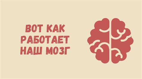 Мозговые уловки — Вот как работает наш мозг / AsapSCIENCE озвучка на ...