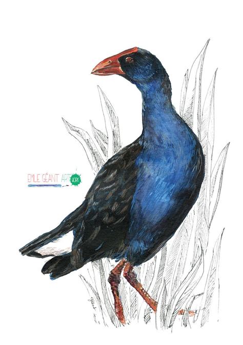 Mr Pukeko New Zealand Native Bird Illustration Large Print Etsy New