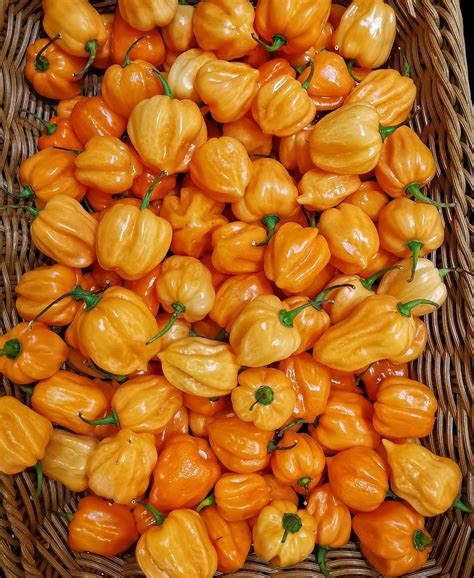 Scotch Bonnet vs Habanero - Differences and Similarites - African Food