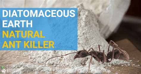 How To Use Diatomaceous Earth To Kill Ants - A Non-Toxic, Organic Ant ...