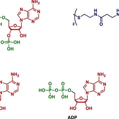 Structures Of The Coenzyme A Coas 2 Atp Adp And Amp Download Scientific Diagram