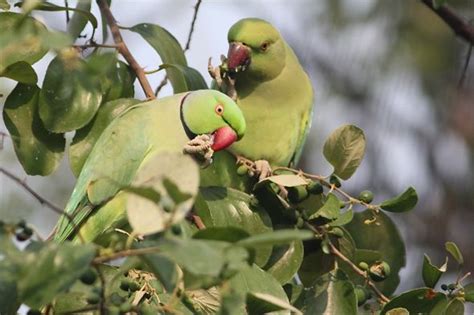 Parrot intelligence... - Bird Ecology Study Group