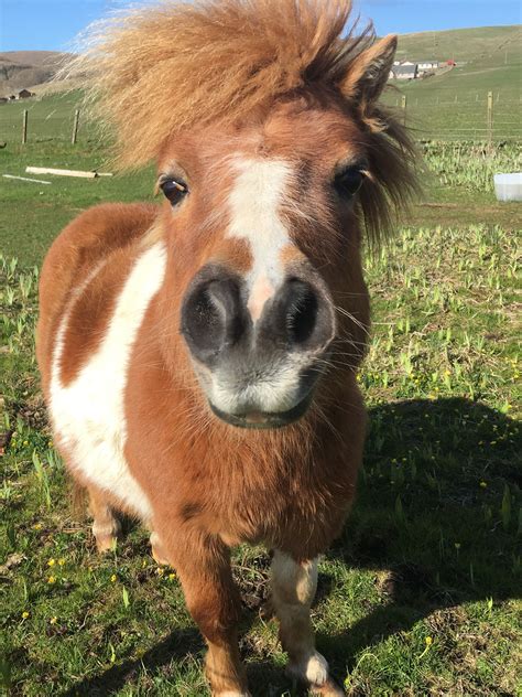 Pin On Puffins And Ponies Tour