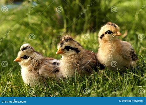 1,369 Baby Quail Photos - Free & Royalty-Free Stock Photos from Dreamstime