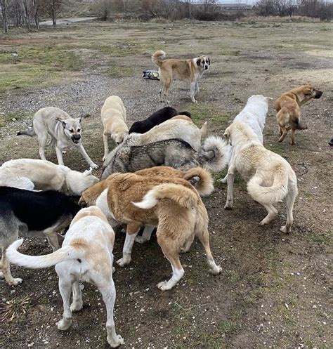 İstanbul Valiliği Sokak Köpeklerinin Toplatılması ve Rehabilite