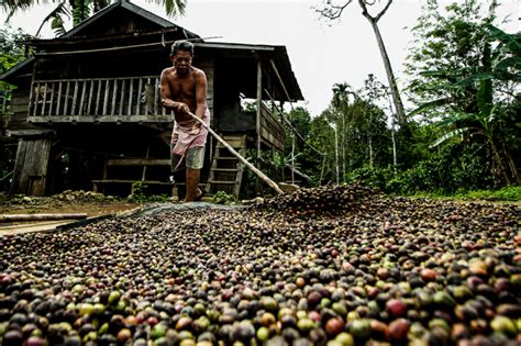 Sumsel Penghasil Kopi Terbesar Di Indonesia Tetapi Ekonomi