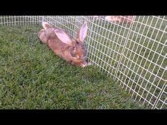 30 Flemish Giant Rabbits Ideas Giant Rabbit Flemish Giant Rabbit