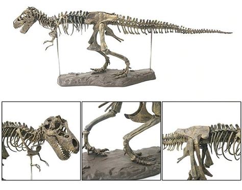 Esqueleto Tiranosaurio Rex Portal O O Tyrannosaurus Skeleton