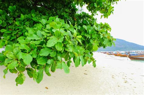 Premium Photo Green Leaf On The Beach At The Sea