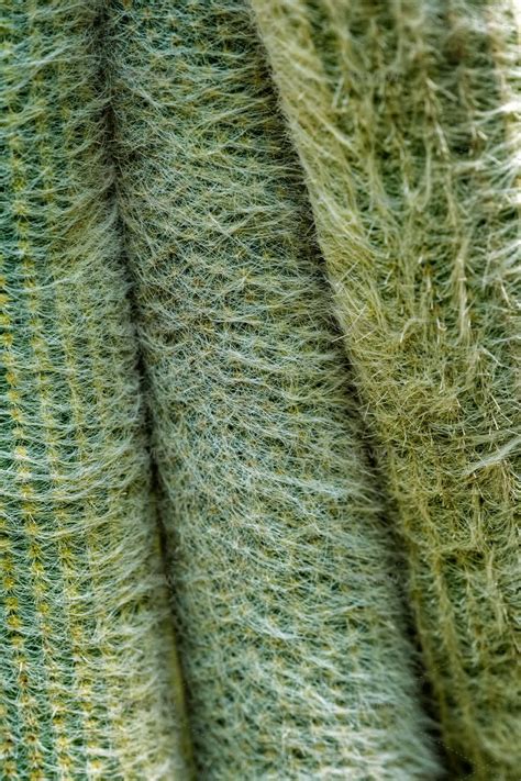 Cephalocereus Senilis The Old Man Cactus Close Up Texture - Stock