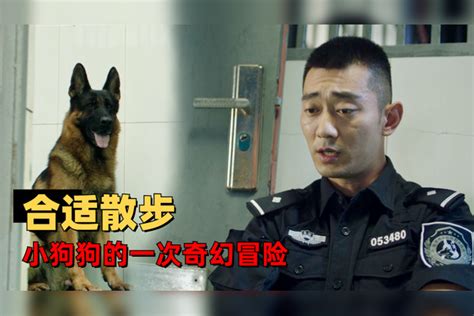 七小汪警犬队：警犬变小偷，究竟是狗性的扭曲，还是道德的沦丧