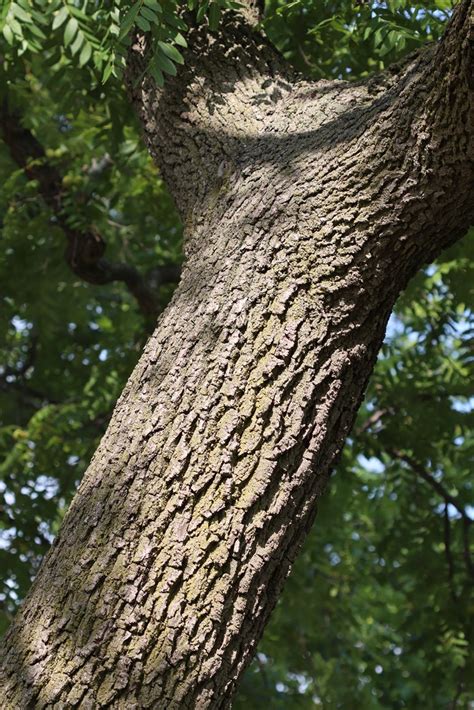 Walnut Trees Identification Guide (With Pictures): Leaves,, 53% OFF