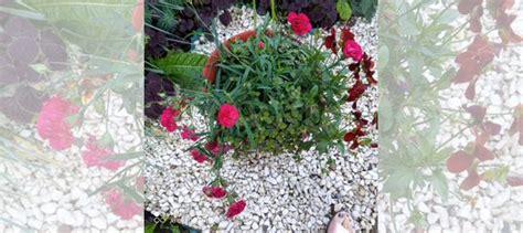 Гвоздика ампельная купить в Красноярске | Товары для дома и дачи | Авито