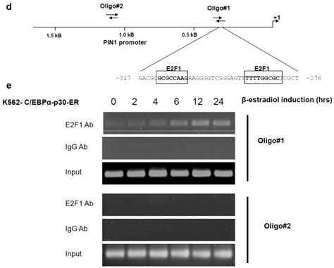 Elevated Pin Expression By C Ebpalpha P Blocks C Ebpalpha Induced