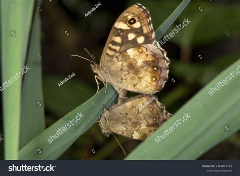 257 imágenes fotos de stock objetos en 3D y vectores sobre Butterfly having sex Shutterstock