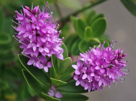 Shrubby veronica or Hebe - planting, pruning and care