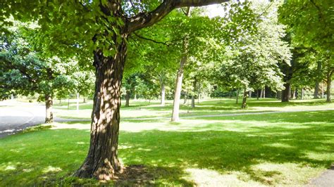proper techniques  avoid summer tree stress regal tree