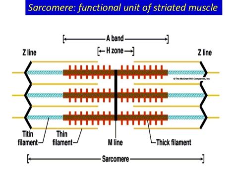 Structure of skeletal muscle Dr Kalpana B Assistant
