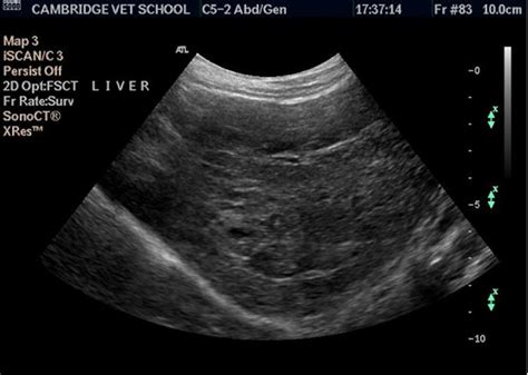 Liver: hepatic nodular mass - ultrasound in Dogs (Canis) | Vetlexicon