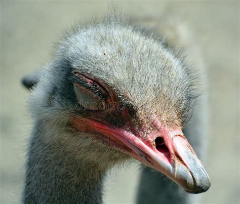 The Ostrich Is One Or Two Species Of Large Flightless Birds Native To