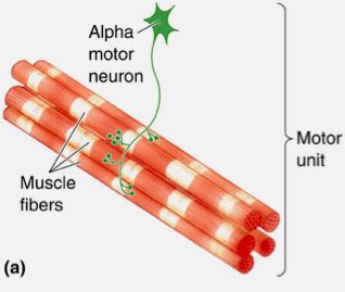 Chp Spinal Control Of Movement Flashcards Quizlet