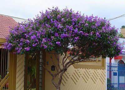 ARBORIZAÇÃO URBANA Quaresmeira