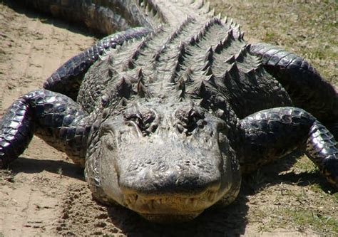 Adult Alligator