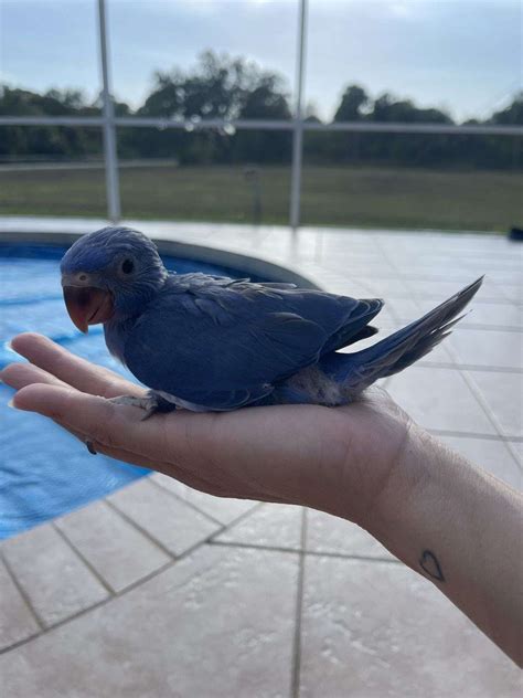 Violet Indian Ringnecks