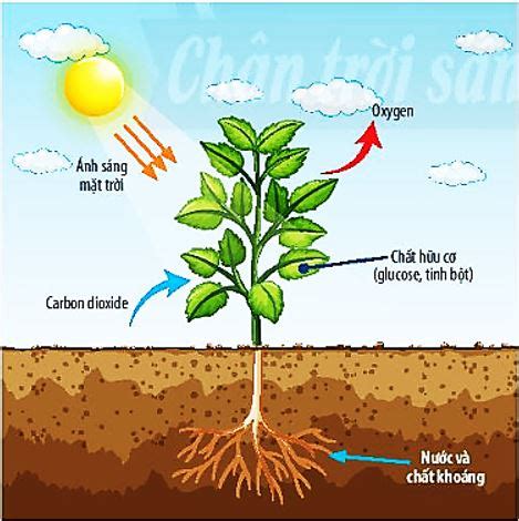 Lý thuyết Khoa học tự nhiên 7 bài 23 CTST Quang hợp ở thực vật