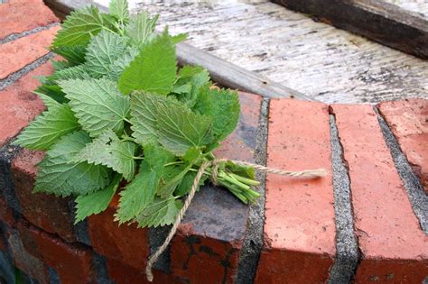 Wild Foraging How To Identify Harvest Store And Use Stinging Nettle