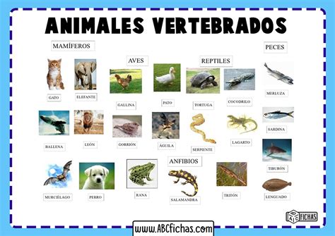 Lista De Animais Vertebrados - Los Animales Vertebrados | Clasificación y Tipos de Vertebrados