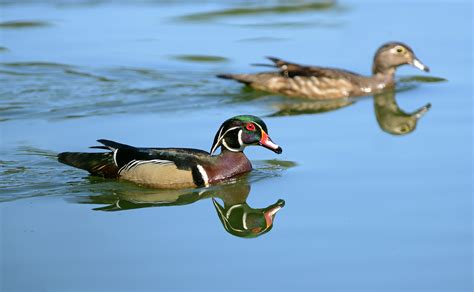 Adult Mating Pair Photo Lejun Photos At Pbase