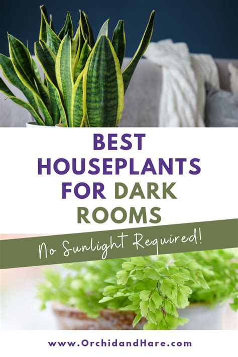 10 BEST House Plants for Dark Rooms - Find out which are the best indoor plants for low light ...