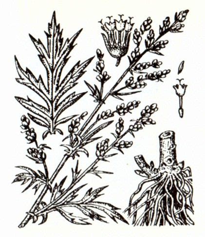 Полынь обыкновенная (Artemisia vulgaris L.) / Herbal Expert