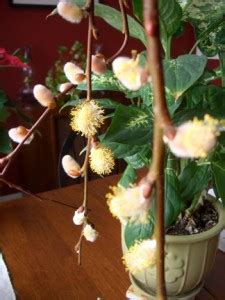 Weeping Pussy Willow Salix Caprea Pendula More Organics