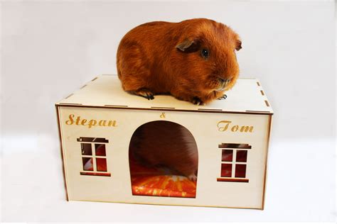 best guinea pig stressed cheap 4