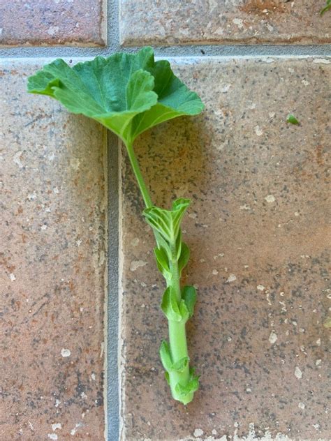 Geranium Cuttings How To Propagate Geraniums The Easy Way