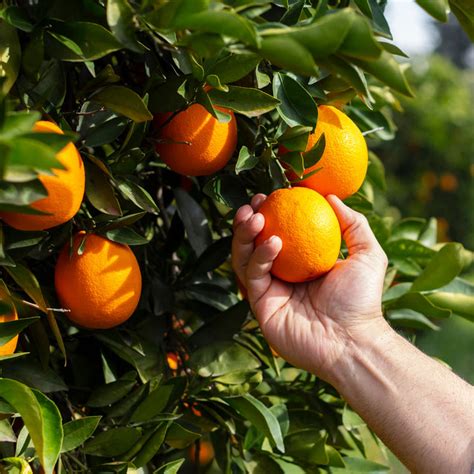 Valencia Orange Trees for Sale | BrighterBlooms.com