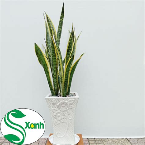 hoa van tho hoa cuc van tho tay ninh cay canh  xanh