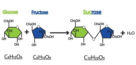formation  sucrose formation  glycoside bonds   molecules