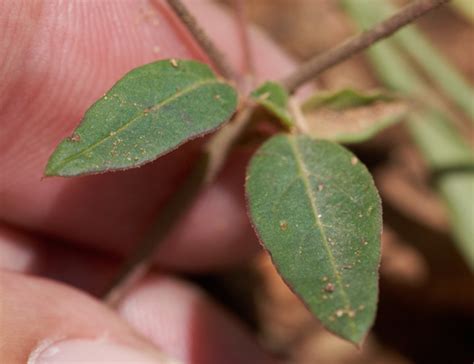 Scarlet Spiderling What S That Weed September Ecoquest Guide