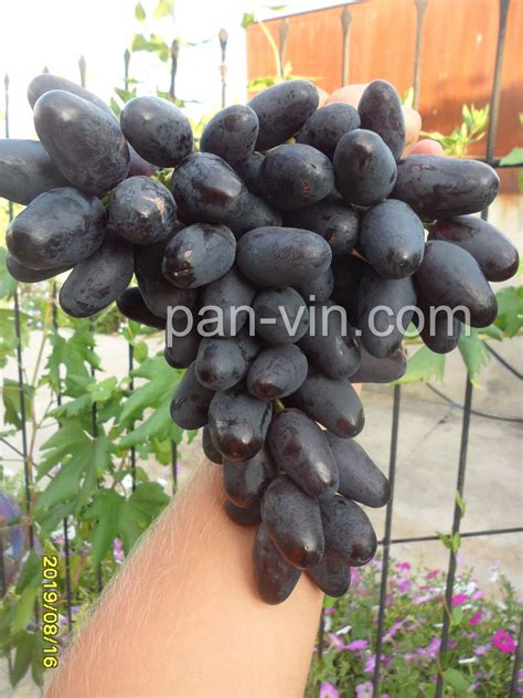 Богатырь — pan-vin.com