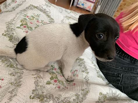 Se Vinde Un C Elus De Rasa Jack Russel Terrier