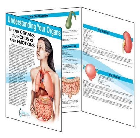 New product!!! Understanding Your Organs Trifold Reference Chart - This ...