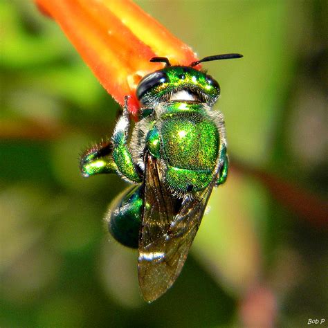 Green Orchid Bee Florida At Jonathan Baylee Blog