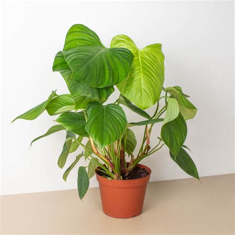 Philodendron Fuzzy Petiole Indoor Plant Tropical Plant Potted